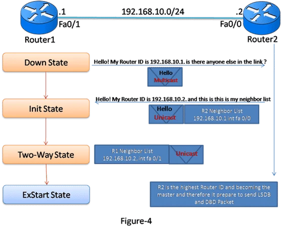 Introduction and Exclusive Explanation of OSPF Operation