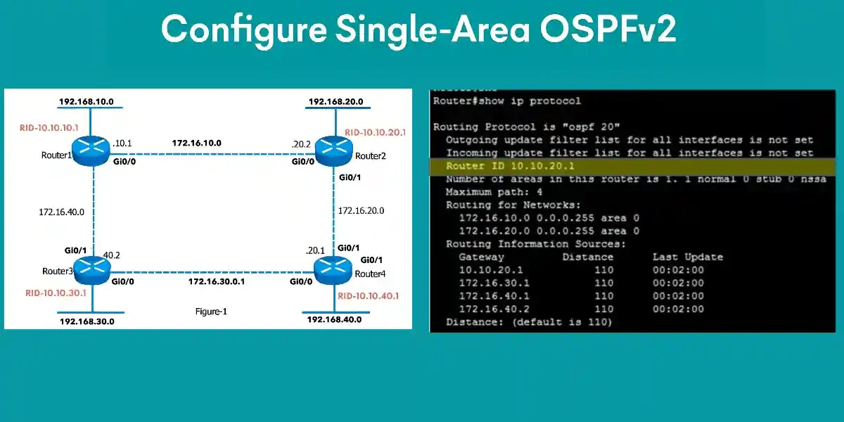 Diagram of single-area OSPFv2 topology with four Cisco routers connected via GigabitEthernet, including IP addresses, router IDs, and 'show ip protocol' command output for verification.