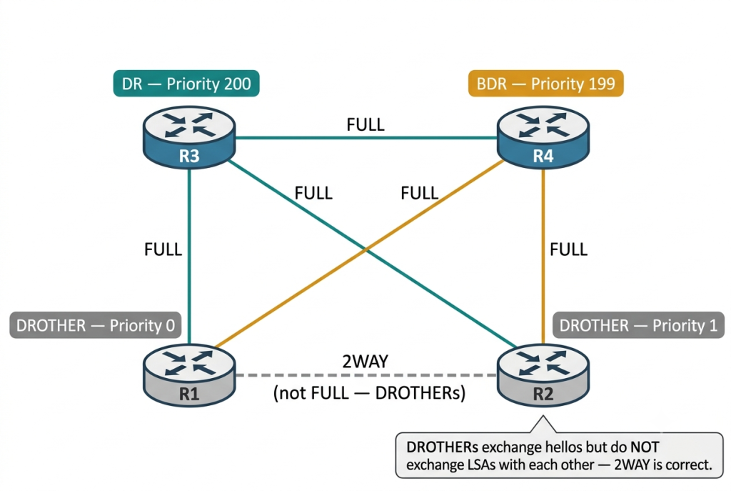 Ospf Priority: Dr/Bdr Election, Configuration, And Verification 3 Ospf Adjacency State Diagram Showing Four Routers On A Broadcast Segment: Dr (R3) And Bdr (R4) Form Full Adjacency With All Routers, While The Two Drothers (R1 And R2) Share Only A 2Way Relationship With Each Other