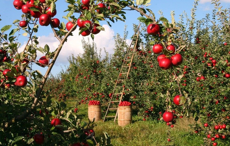 Apples’ 5 Most Important Health Benefits