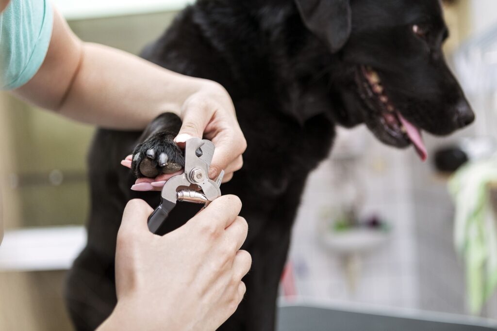 Review on the Best Dog Nail Clipper 2021