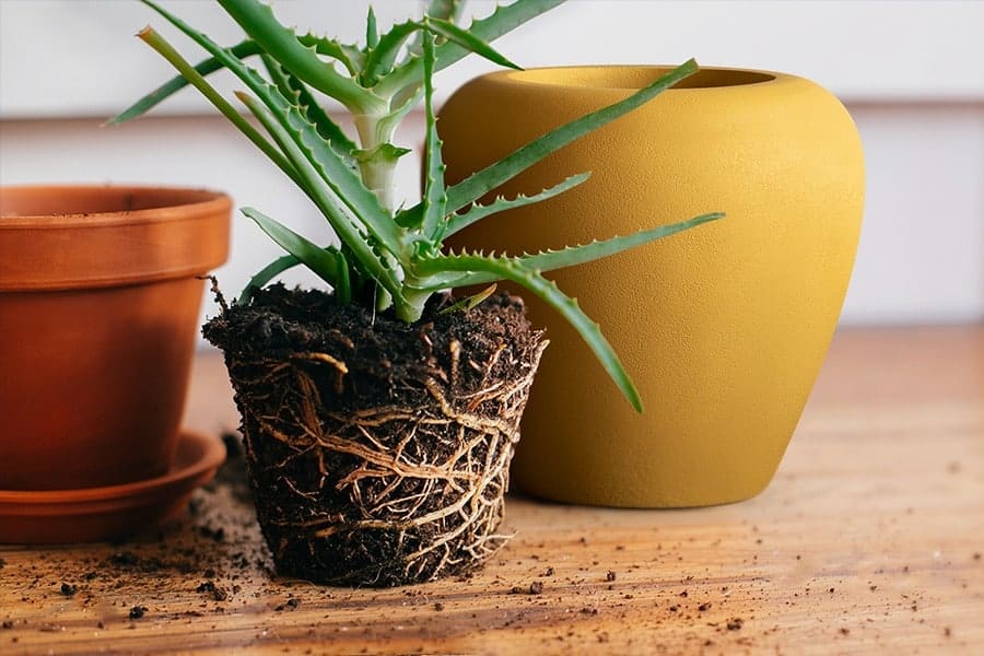 Repotting your plants? Here is everything that you need to know!