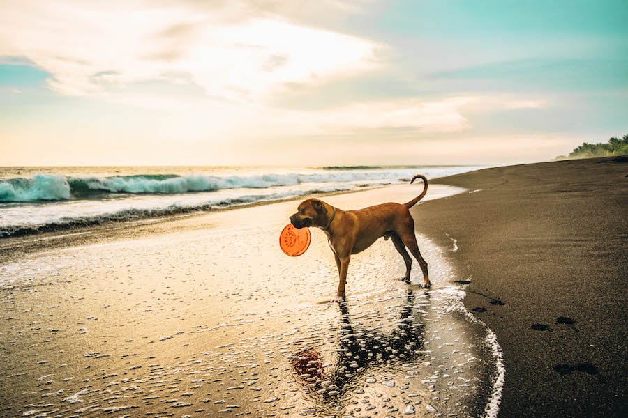 Plan an Outdoor Puppy Play Date to Thrill Your Bored Pup at Home!