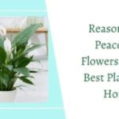 Peace Lily