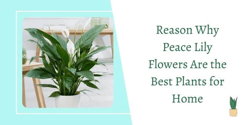 Reason Why Peace Lily Flowers Are the best Plants for Home