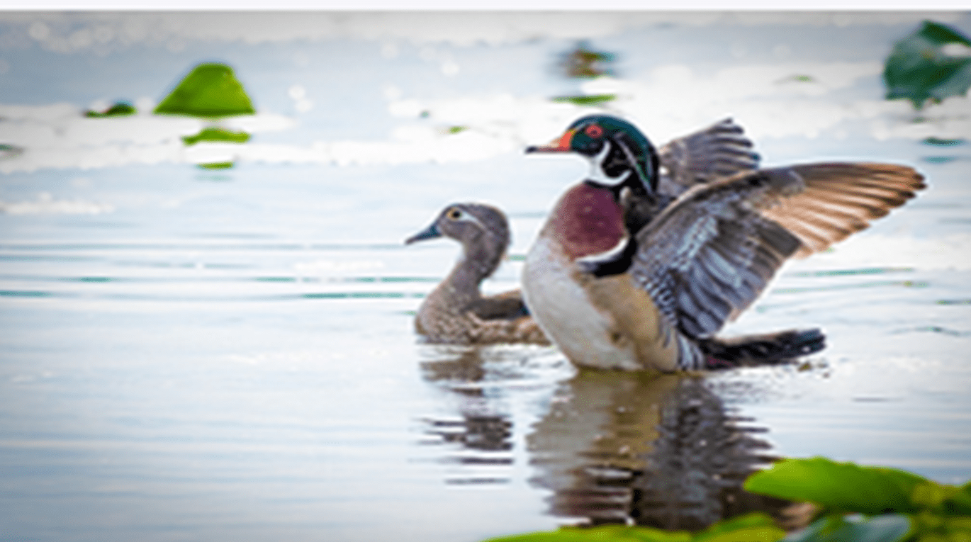 Close-up of a hunter holding a duck call in a marshy area, with ducks flying in the background.