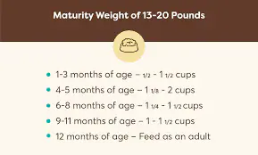 General Feeding Guidelines For Dogs