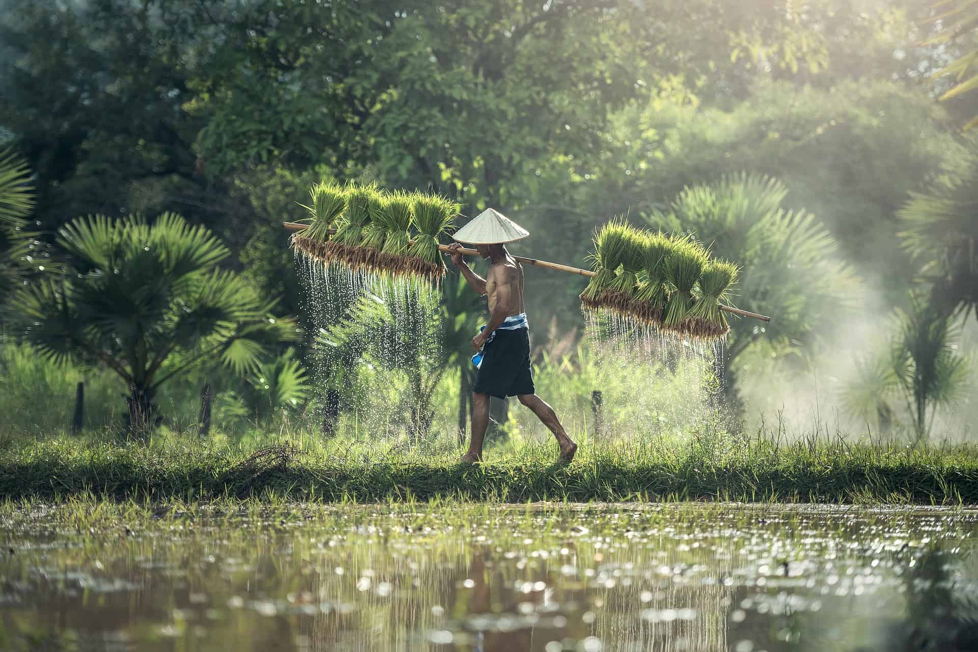 farmer g9bc8e7e54 1920