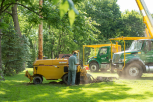A worker using a yellow stump grinder to remove a tree stump in a grassy area, with two green trucks labeled "Davey" in the background.