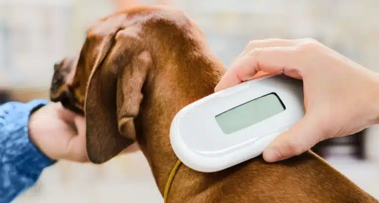 Microchipping Is The New Tech For Your Pets!