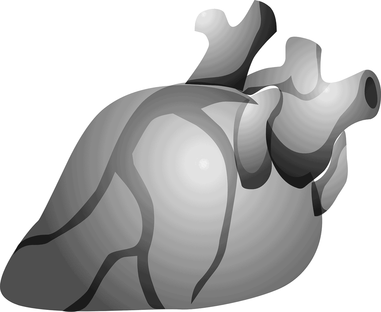 Cardiovascular Benefits