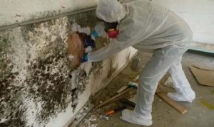 Mold Remediation