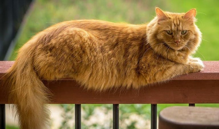 A Quick Guide on First Timers Breeding of Any Cats Breeds