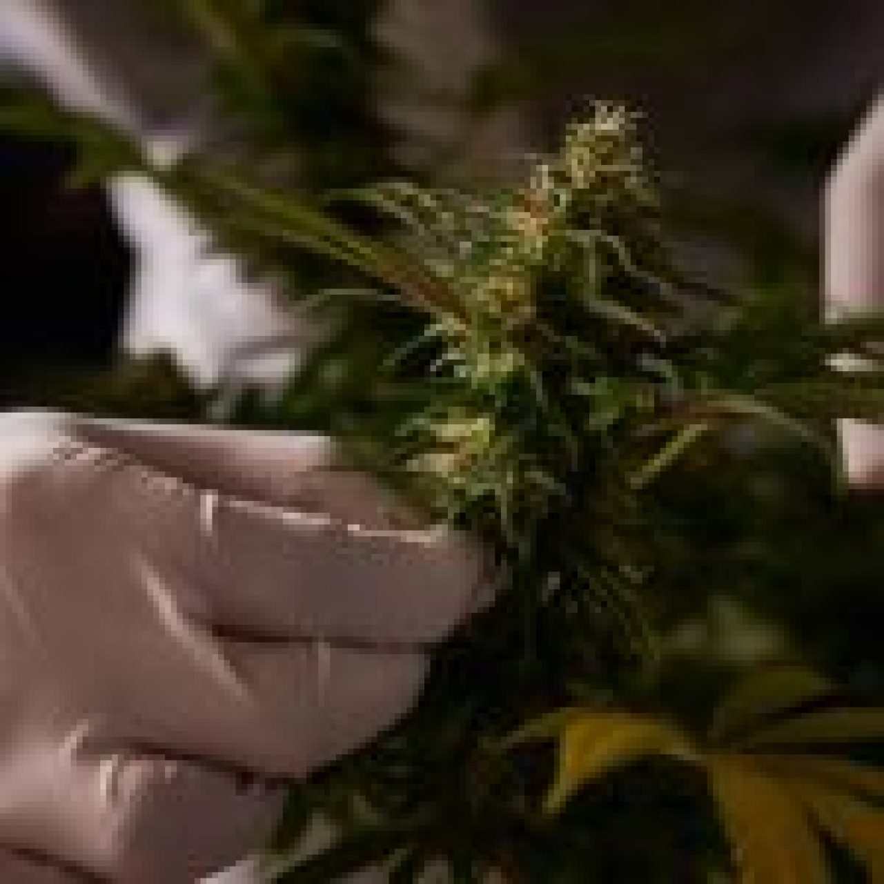 Hemp Flower