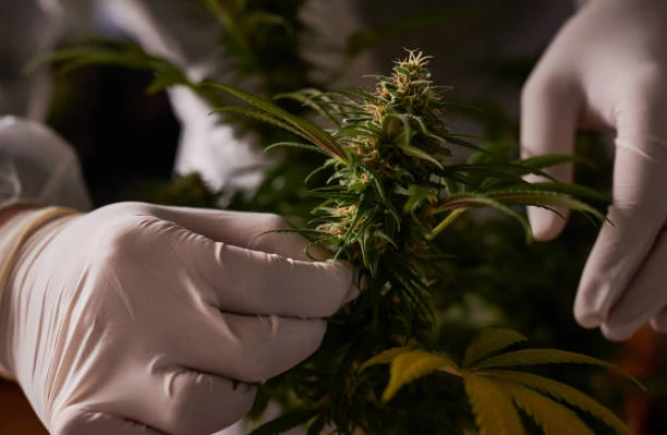 What is a Hemp Flower?