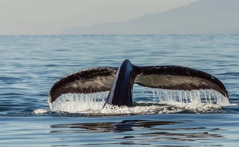 Blue Whale Bitten in Half