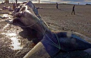 Blue Whale Bitten in Half