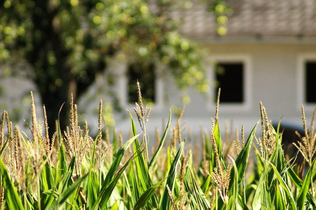 6 Common Real Estate Farming Mistakes That Can Be Easily Avoided