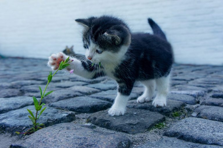7 Best Gifts for Cat Lovers in 2022