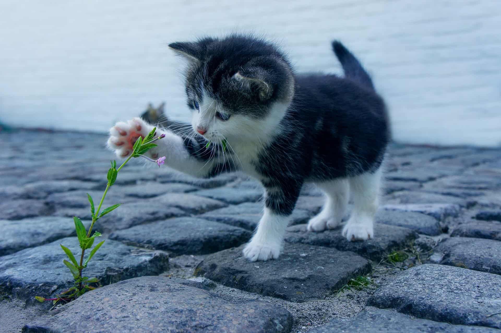Cat Lovers