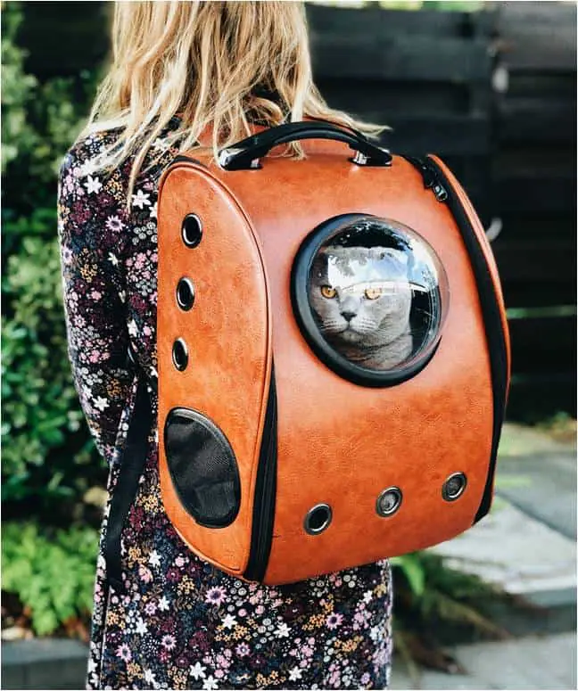 A cat inside a bubble window of a backpack-style pet carrier, which is being worn by a person. The carrier is designed to look like a miniature spaceship with a circular transparent window and is colored orange and black. The cat appears to be looking out curiously.