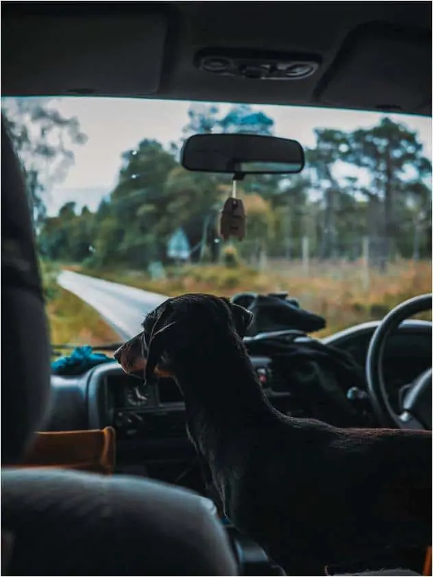 A dog sitting in the driver’s seat of a car, looking out through the windshield with its back to the camera. The car is on a road surrounded by trees and nature. The perspective is from the backseat, looking over the dog’s shoulder, and an air freshener hangs from the rearview mirror.