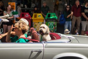A dog sitting comfortably in a vintage convertible car with a person, surrounded by people in an outdoor setting, illustrating “How to Travel Safely and Comfortably with Your Pet.