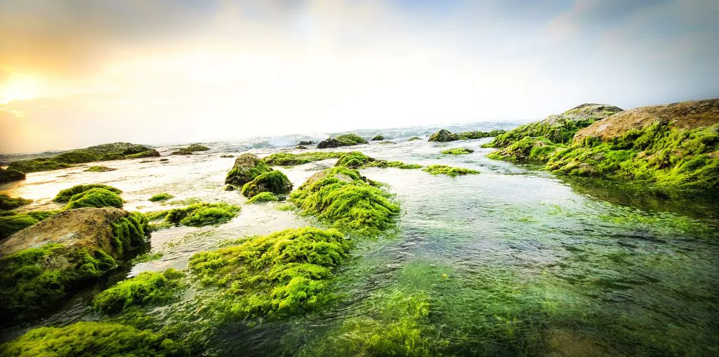 Benefits of Sea Moss.