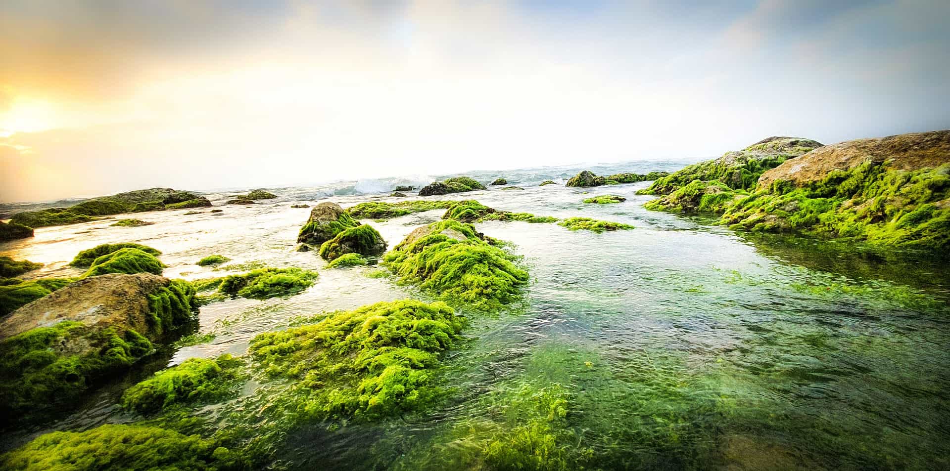 Benefits of Sea Moss.