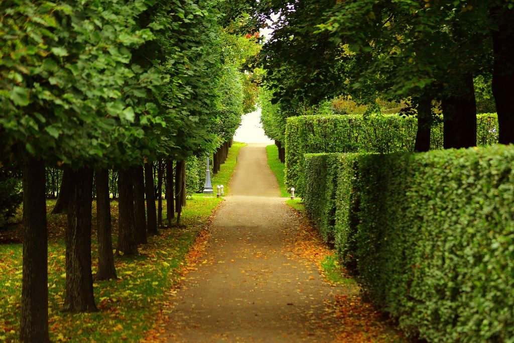 When Is the Best Time to Trim Trees?