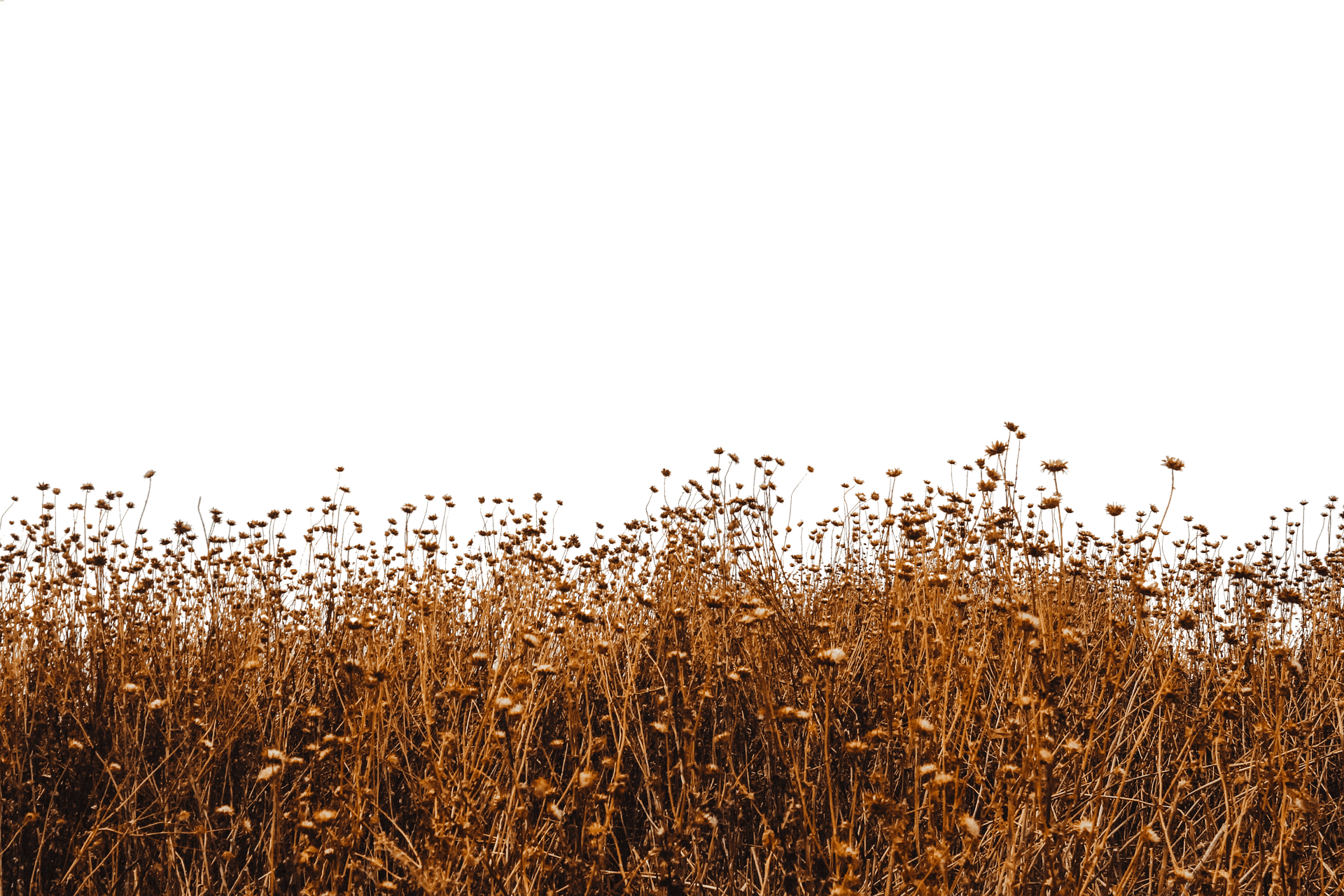 Dried Flowers