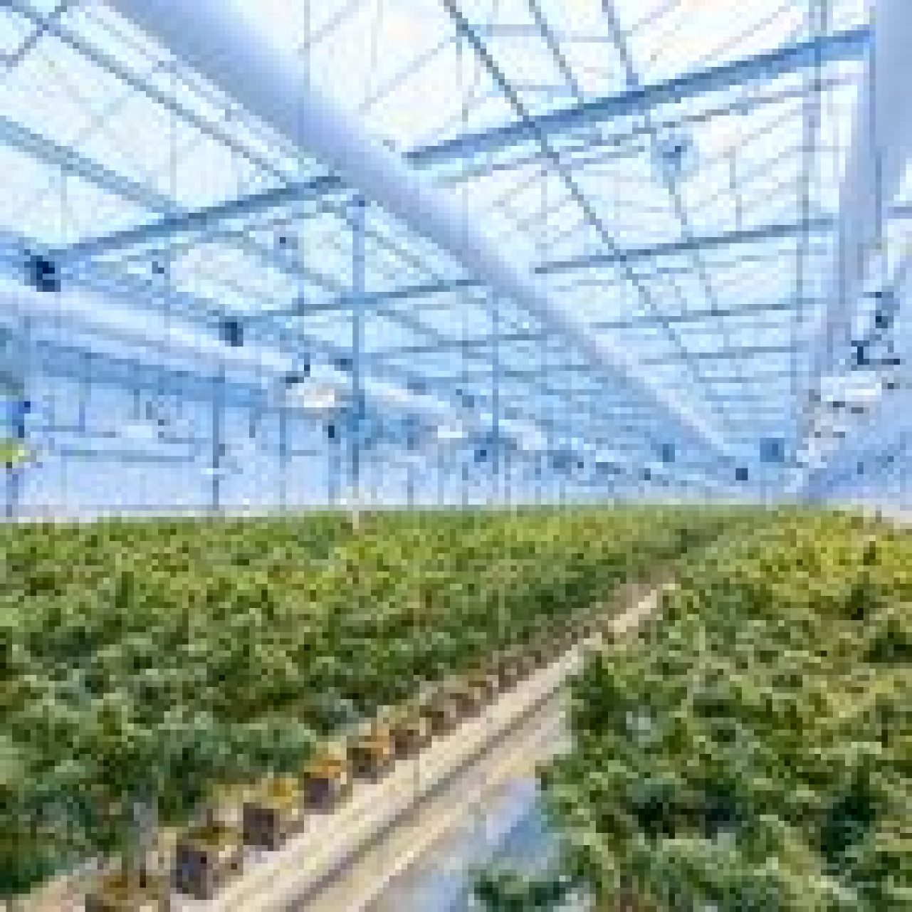 Local-Greenhouse