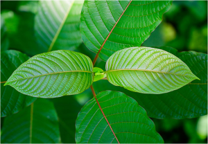 Kratom