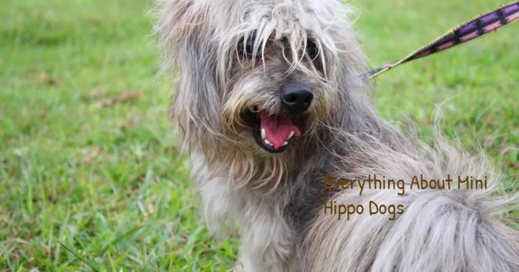 Mini Hippo Dog – All You Need to Know