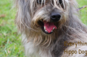 A shaggy dog with a mix of gray and white fur, panting with its tongue out, is on a green grass background. The leash is visible, indicating the dog is on a walk. Text overlay reads “Everything About Mini Hippo Dogs.