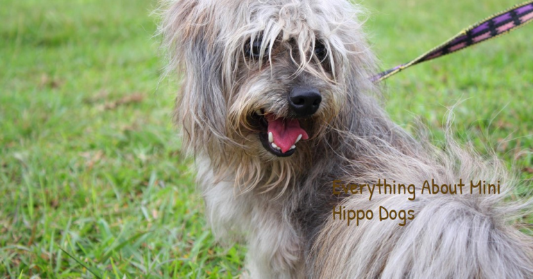 Mini Hippo Dog – All You Need to Know