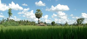 A panoramic view of a lush green rice field under a clear blue sky, with a tall palm tree and a traditional thatched-roof hut in the background surrounded by dense foliage.