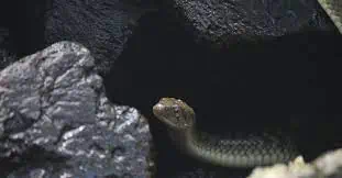 Dark Snake Gang – Everything to Know.