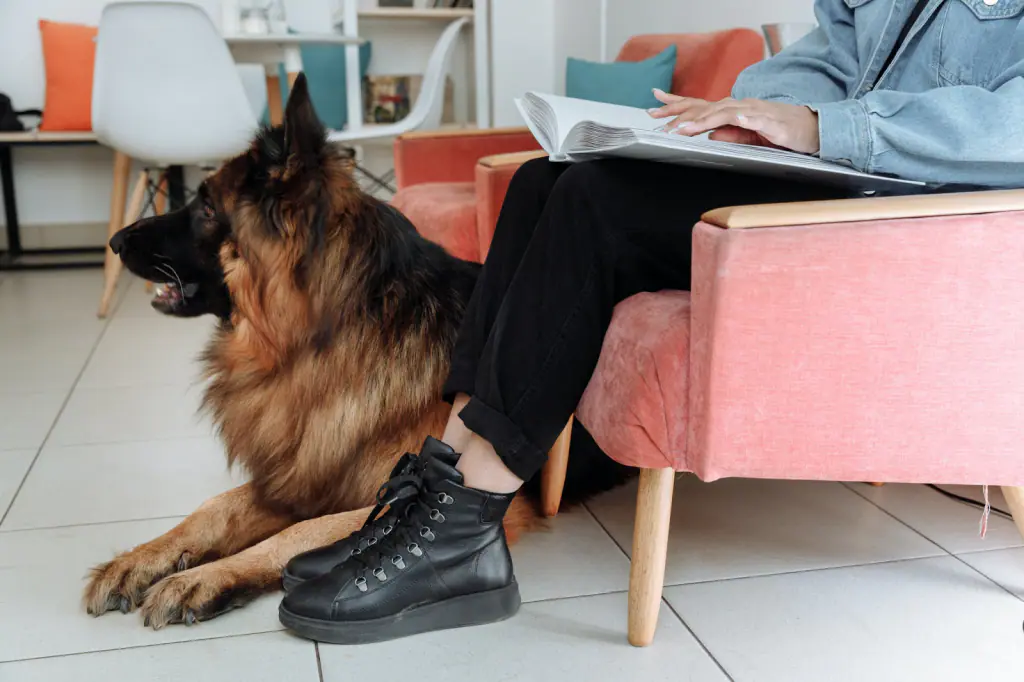 5 Large Dog Breeds To Keep As Pets