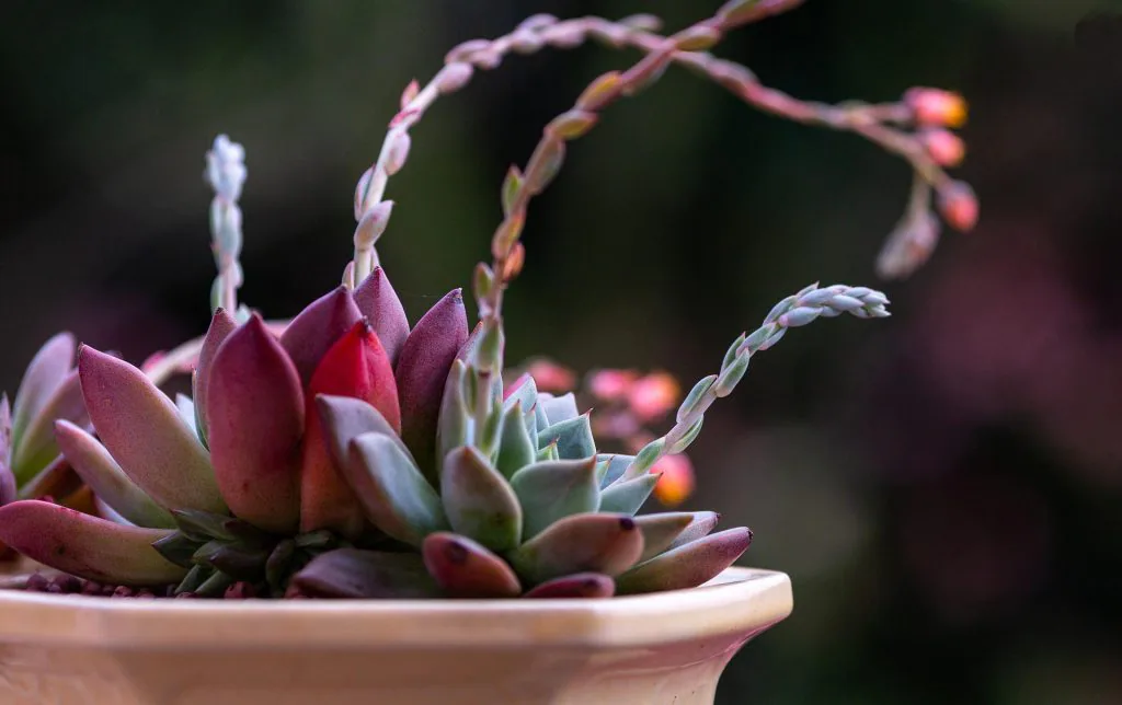 Add a Tropical Vibe to Your Living Room With Three Simple Decor Tips