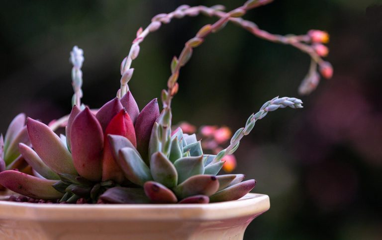 Add a Tropical Vibe to Your Living Room With Three Simple Decor Tips