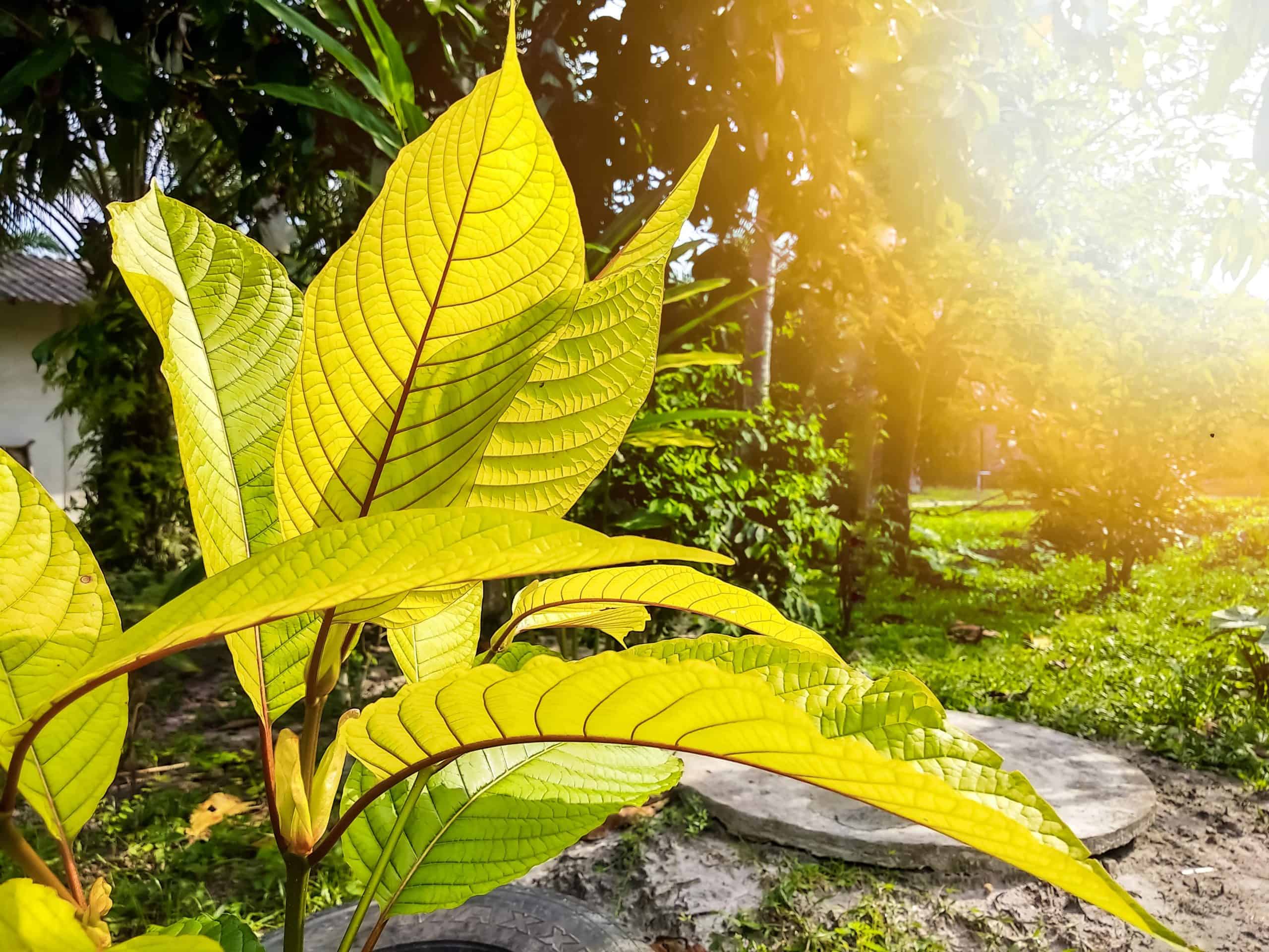 Yellow Kratom