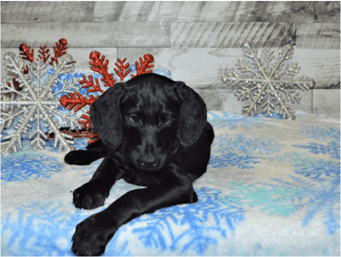Doberdoodle Breed Information: Comprehensive Guide Doberdoodle Breed Information: Comprehensive Guide