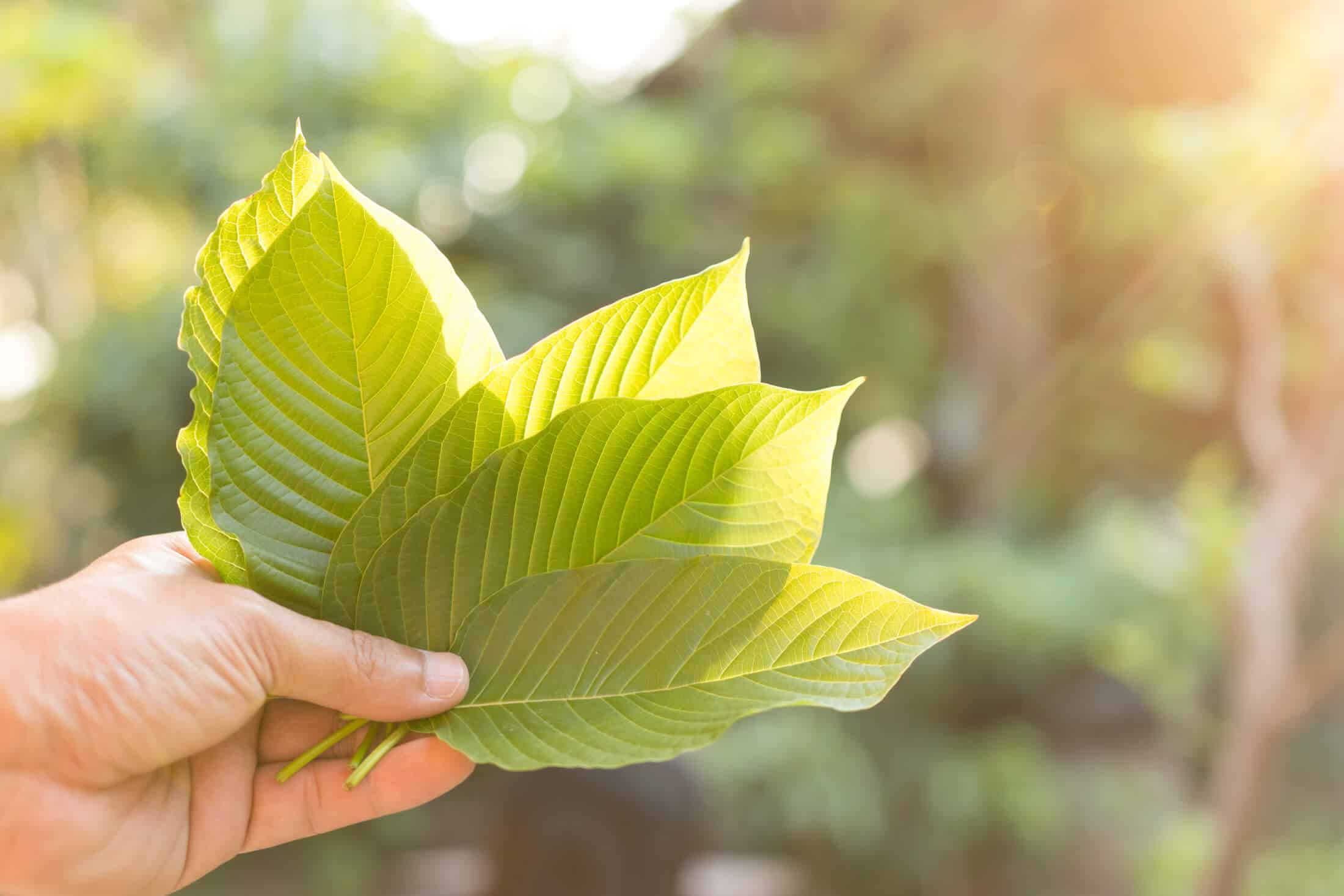 Why Is Super Green Malay Kratom Getting Popular In 2022?