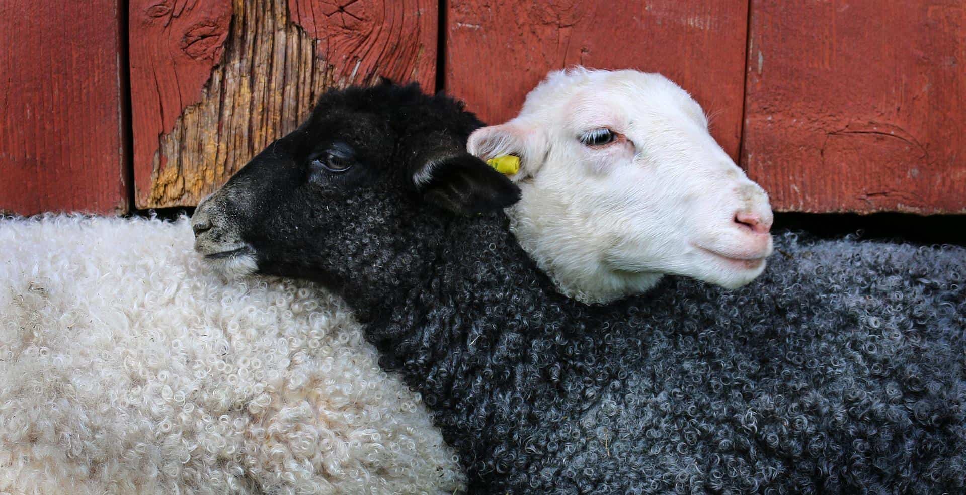 Contrasting black and white sheep side by side against a red wooden backdrop. #Dosti West County