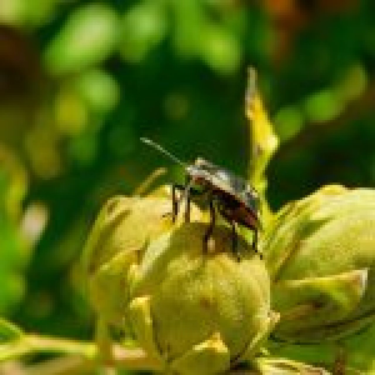nature-4605828_1920