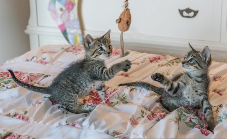 5 Tips to Make Your Cat Happy