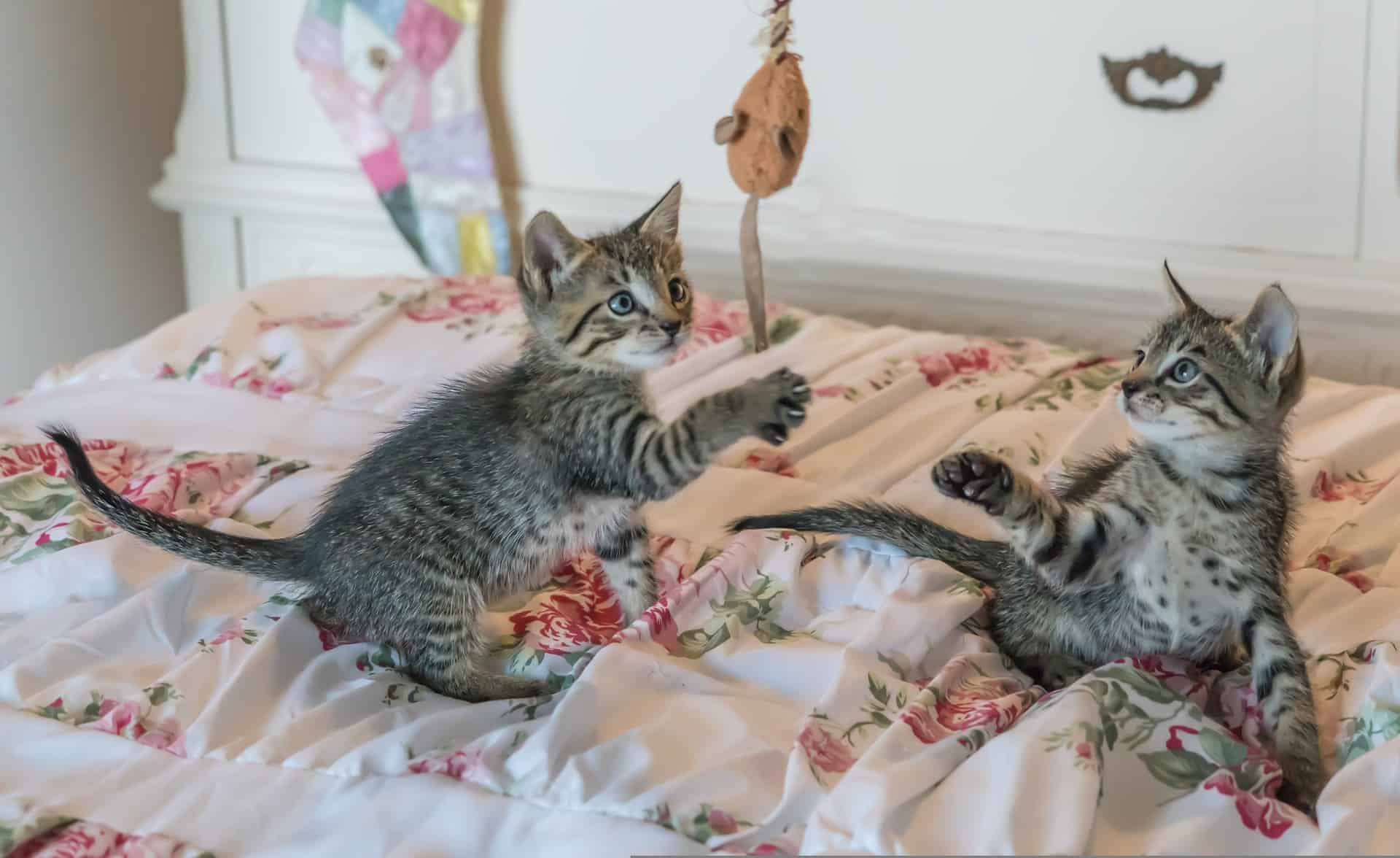 Cat Happy