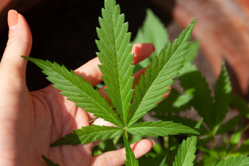6 Use Cases For CBD 6 Use Cases For CBD