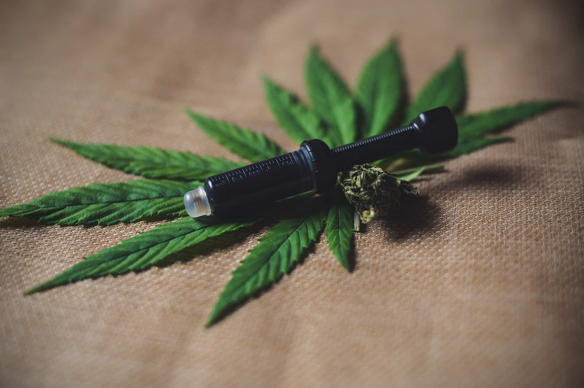Syringe applicator on cannabis leaves with ground herb beside it - precision dosing for CBD softgels.